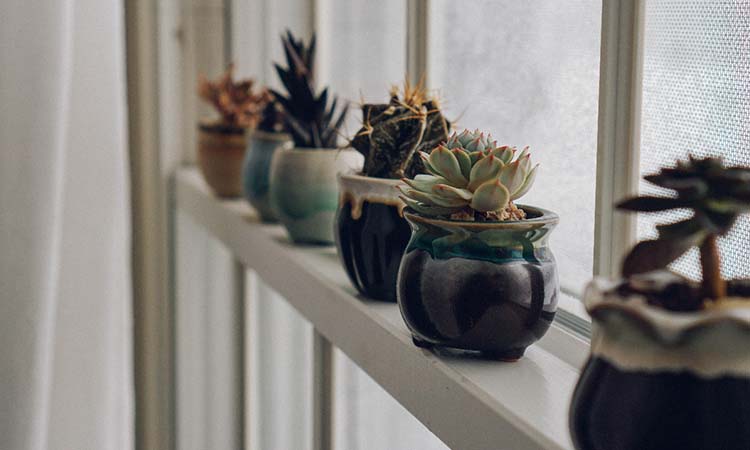 Plant Decoration in Living Room